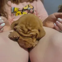 Male #3, a male Vizsla for sale in Woodbine, IA – Photo 8 of 8