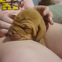 Male #3, a male Vizsla for sale in Woodbine, IA – Photo 5 of 8