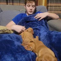 Male #3, a male Vizsla for sale in Woodbine, IA – Photo 6 of 8