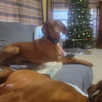 Male #3, a male Vizsla for sale in Woodbine, IA – Photo 7 of 8