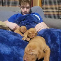 Male #2, a male Vizsla for sale in Woodbine, IA – Photo 4 of 9