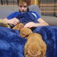 Male #2, a male Vizsla for sale in Woodbine, IA – Photo 3 of 9