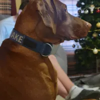 Male #2, a male Vizsla for sale in Woodbine, IA – Photo 2 of 9