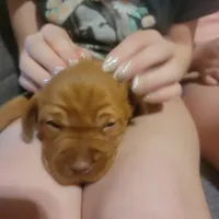 Male #2, a male Vizsla for sale in Woodbine, IA – Photo 1 of 9