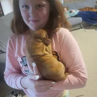 Male #2, a male Vizsla for sale in Woodbine, IA – Photo 6 of 9