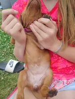 Male #7, a male Vizsla for sale in Woodbine, IA – 6 of 8