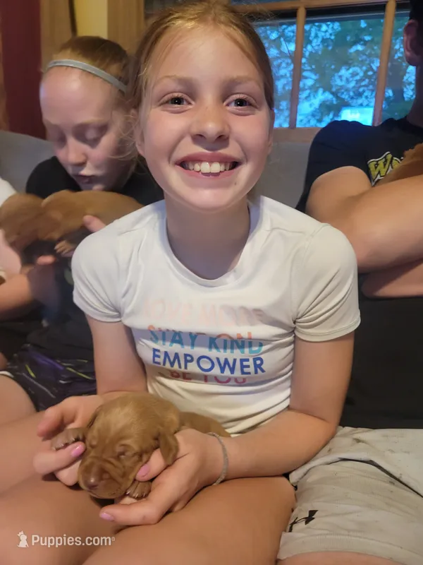 Male #6 – Vizsla puppy for sale in Woodbine, IA