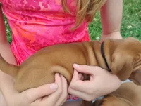 Male #7, a male Vizsla for sale in Woodbine, IA – 8 of 8