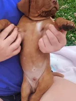 Male #5, a male Vizsla for sale in Woodbine, IA – 3 of 8