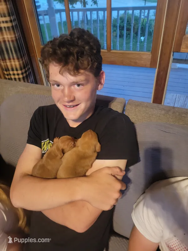 Male #5 – Vizsla puppy for sale in Woodbine, IA
