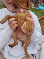Male #6, a male Vizsla for sale in Woodbine, IA – 4 of 8