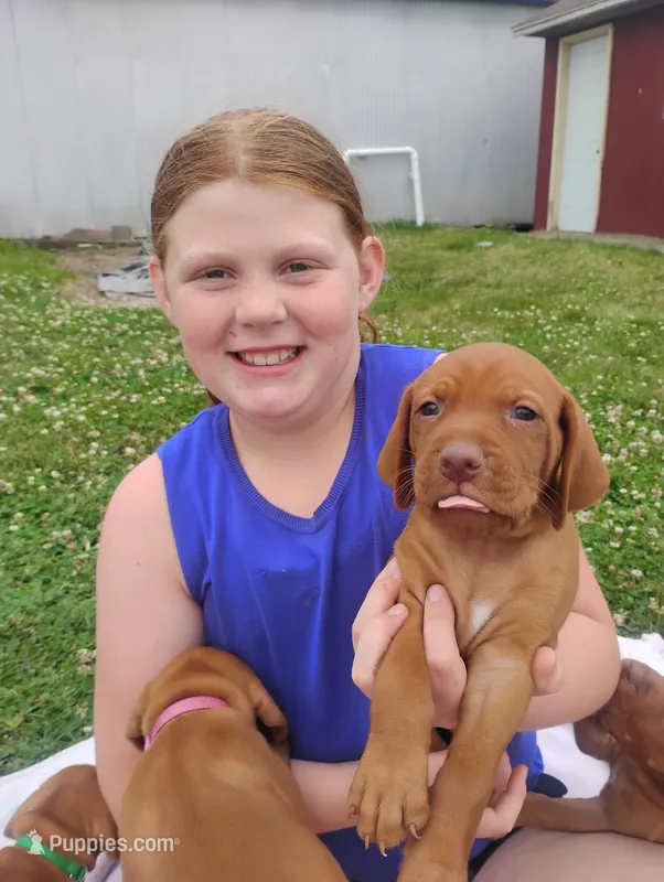 Male #5 – Vizsla puppy for sale in Woodbine, IA