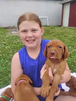 Male #5, a male Vizsla for sale in Woodbine, IA – 1 of 8