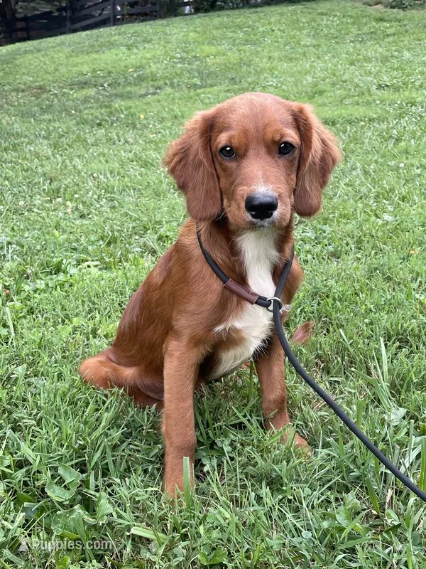 Sam (Trained Puppy) – Cavapoo, Goldendoodle puppy for sale in Kearneysville, WV