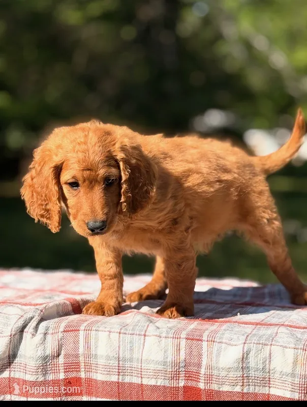 Kirt (Trained Puppy) – Goldendoodle puppy for sale in Kearneysville, WV