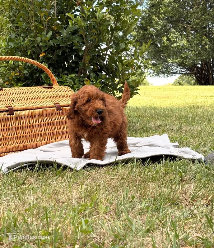 Ace (Trained Puppy) – Goldendoodle puppy for sale in Kearneysville, WV