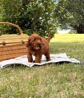 Ace (Trained Puppy), a male Goldendoodle for sale in Kearneysville, WV – 1 of 1