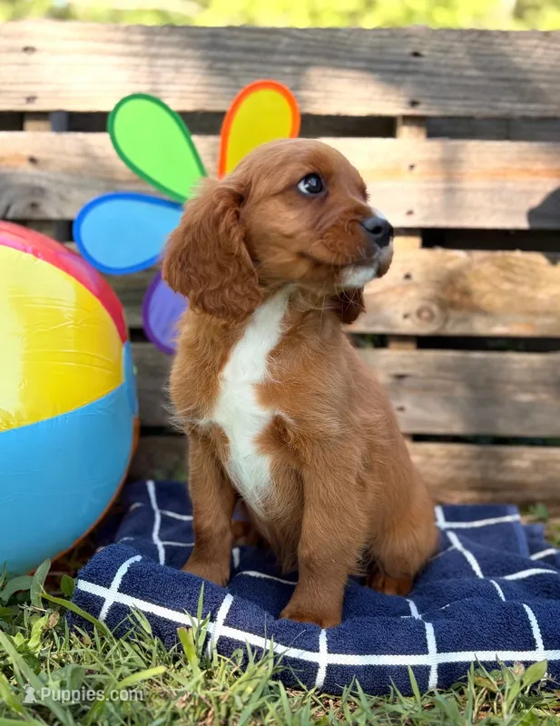 Sam (Trained Puppy) – Cavapoo, Goldendoodle puppy for sale in Kearneysville, WV