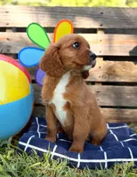 Sam (Trained Puppy), a male Cavapoo and Goldendoodle for sale in Kearneysville, WV – 1 of 1