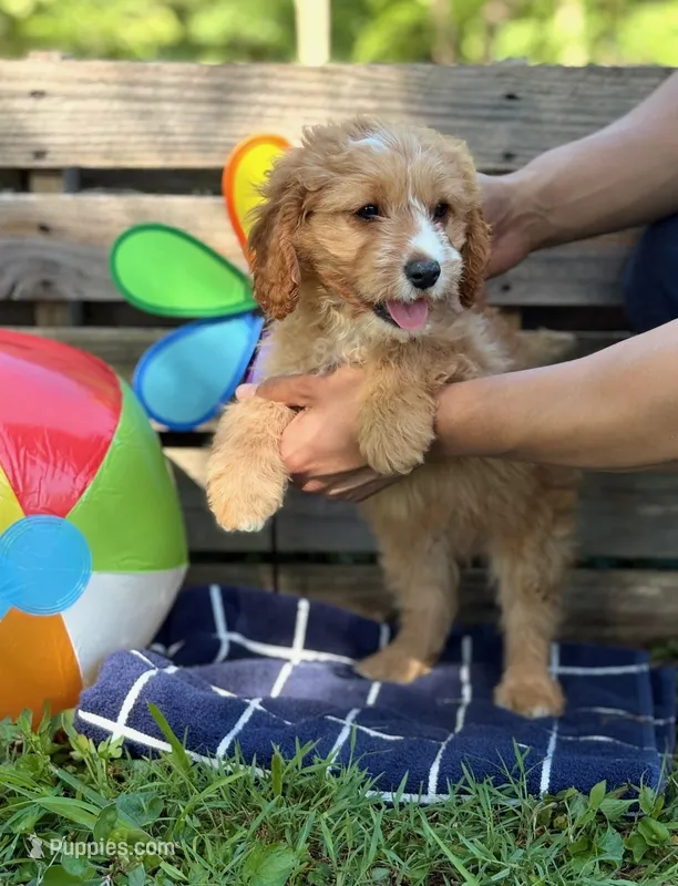Shane (Trained Puppy) – Cavapoo, Goldendoodle puppy for sale in Kearneysville, WV