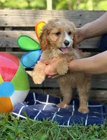 Shane (Trained Puppy), a male Cavapoo and Goldendoodle for sale in Kearneysville, WV – 1 of 1