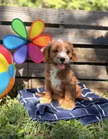 Susan (Trained Puppy), a female Cavapoo and Goldendoodle for sale in Kearneysville, WV – 1 of 1