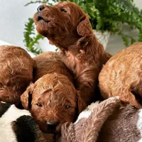 processed/e01a9f48-9184-4656-94bb-a62407ce55f8/facility/3ad14eb6-9ee5-49fe-82bf-eb68f28c3d7f