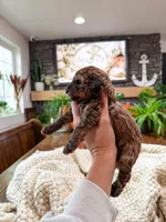 B u t t e r C u p , a female Bichpoo for sale in North Ogden, UT – 5 of 10