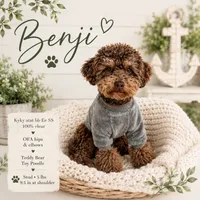Woody , a male Poodle - Toy  for sale in North Ogden, UT – 3 of 4