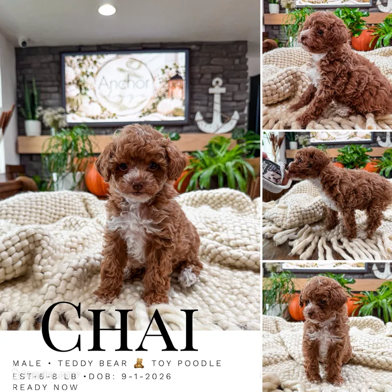 C h a i     ( Akc toy - teddy bear poodle ) , a male Poodle - Toy  for sale in North Ogden, UT – 1 of 6