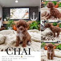 C h a i     ( Akc toy - teddy bear poodle ) , a male Poodle - Toy  for sale in North Ogden, UT – 1 of 6