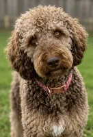 Trained adult mountain doodle , a female Golden Mountain Doodle for sale in North Ogden, UT – 1 of 5
