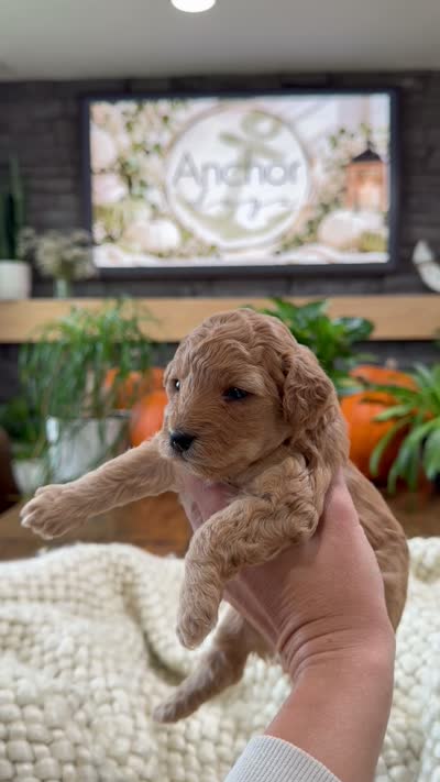 Westley , a male Bichpoo for sale in North Ogden, UT – 8 of 8