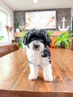 Peppermint , a female Bichpoo for sale in North Ogden, UT – 4 of 8