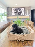🧸 teddy bear - toy poodles , a male Poodle - Toy  for sale in North Ogden, UT – 5 of 5