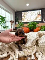 B u t t e r C u p , a female Bichpoo for sale in North Ogden, UT – 9 of 10