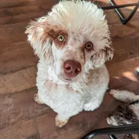 100 clear - AKC- TRI, a male Poodle - Miniature  for sale in North Ogden, UT – Photo 1 of 7