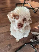 100 clear - AKC- TRI, a male Poodle - Miniature  for sale in North Ogden, UT – Photo 1 of 7