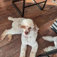 100 clear - AKC- TRI, a male Poodle - Miniature  for sale in North Ogden, UT – Photo 2 of 7