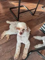 100 clear - AKC- TRI, a male Poodle - Miniature  for sale in North Ogden, UT – Photo 2 of 7