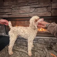 100 clear - AKC- TRI, a male Poodle - Miniature  for sale in North Ogden, UT – Photo 6 of 7