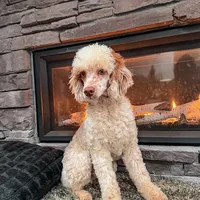 100 clear - AKC- TRI, a male Poodle - Miniature  for sale in North Ogden, UT – Photo 7 of 7