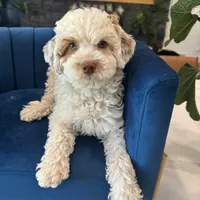 100 clear - AKC- TRI, a male Poodle - Miniature  for sale in North Ogden, UT – Photo 5 of 7