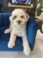 100 clear - AKC- TRI, a male Poodle - Miniature  for sale in North Ogden, UT – Photo 5 of 7