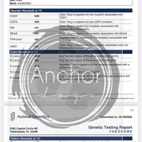 100 clear - AKC- TRI, a male Poodle - Miniature  for sale in North Ogden, UT – Photo 3 of 7