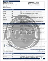 100 clear - AKC- TRI, a male Poodle - Miniature  for sale in North Ogden, UT – Photo 3 of 7