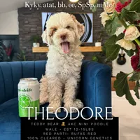 100 clear - AKC- TRI, a male Poodle - Miniature  for sale in North Ogden, UT – Photo 4 of 7