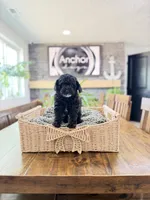 🧸 teddy bear - toy poodles , a male Poodle - Toy  for sale in North Ogden, UT – 3 of 5