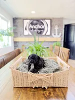 🧸 teddy bear - toy poodles , a male Poodle - Toy  for sale in North Ogden, UT – 4 of 5