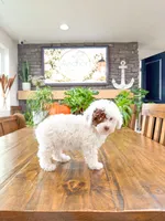 S N O O P Y , a male Bichpoo for sale in North Ogden, UT – 8 of 10